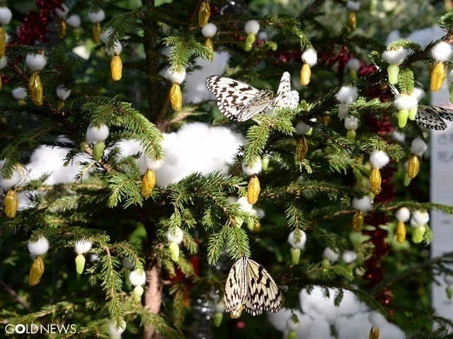 オオゴマダラ 黄金サナギのクリスマスツリー 栃木 真岡市 花ちょう遊館 ワンダーゴールド ゴールドフォトコーナー Goldnews ゴールドニュース